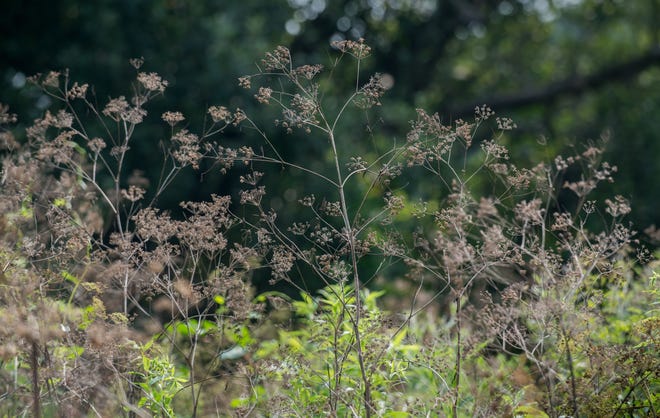 Poison hemlock grows in abundance in a field at Jubilee State Park. The invasive species is highly poisonous to humans.