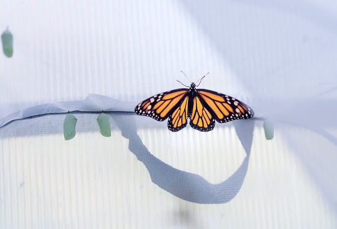 A newly emerged monarch butterfly and chrysalis in the butterfly nursery at Sahli Nature Park in Chippewa Township.