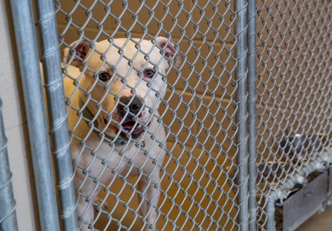Goose, a dog up for adoption, looks on from his pen at the South Bend Animal Resource Center on Friday, Aug. 6, 2021, in South Bend. 