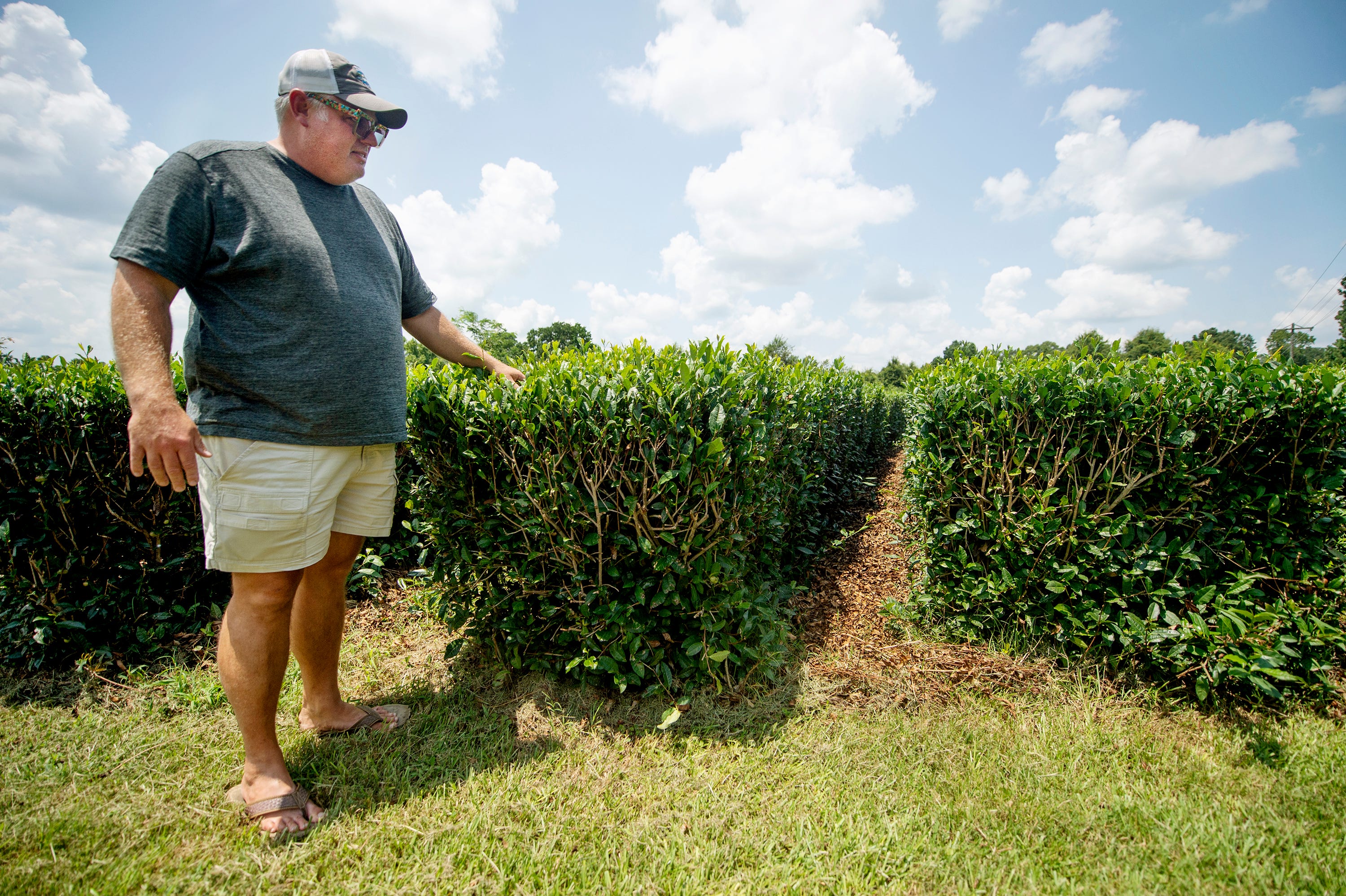 Jason McDonald stands next to rows of tea plants on his farm.