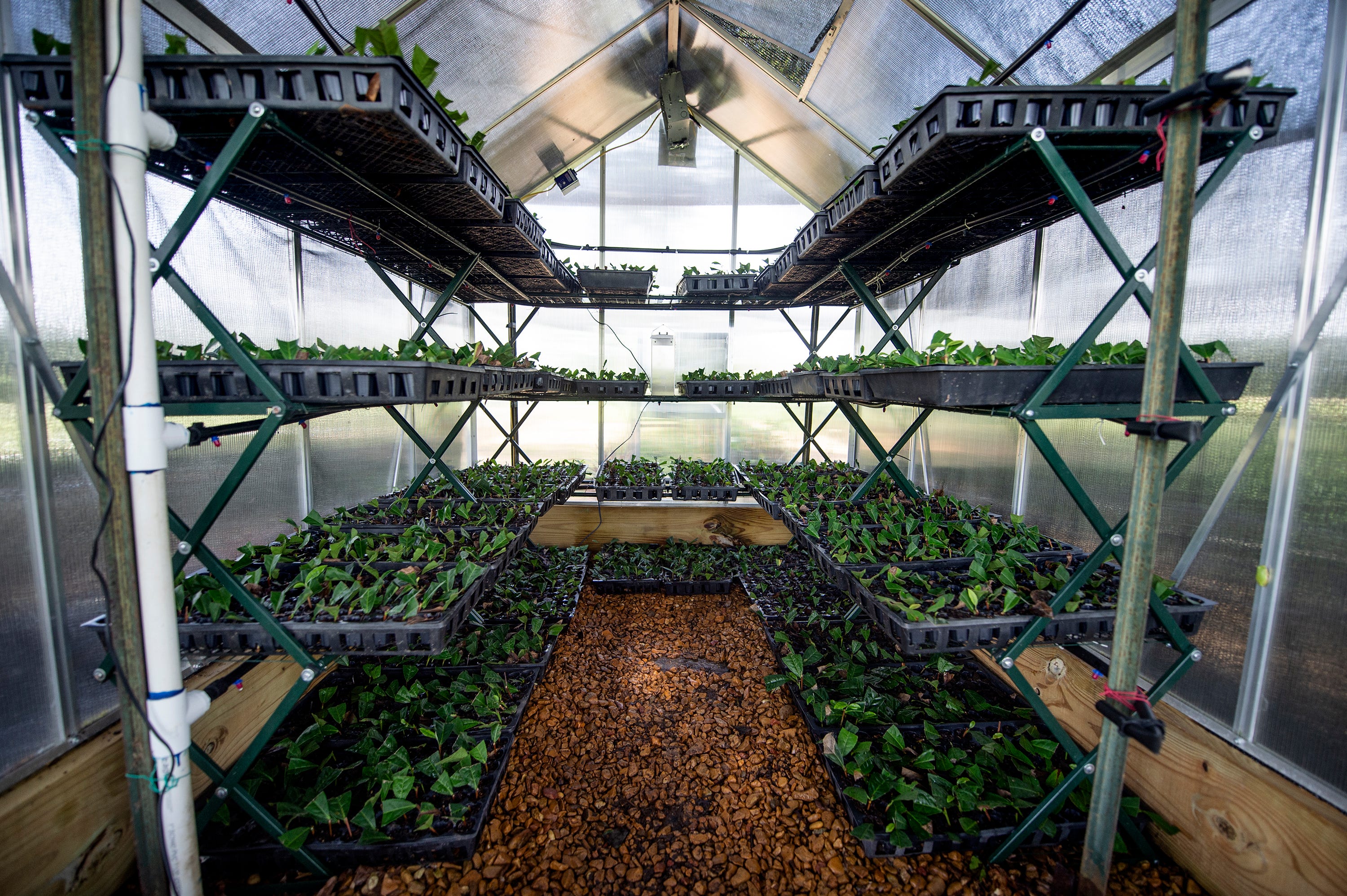 The Great Mississippi Tea Company's nursery is seen here  in Brookhaven, Miss., Thursday, July 29, 2021. The early stages of tea cultivation begins in the nursery. 