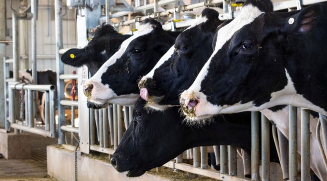 For a wide swath of the country, the unusually mild summer is heating up and drying out, bringing with it the need to watch for signs of summer pneumonia in adult dairy cows.