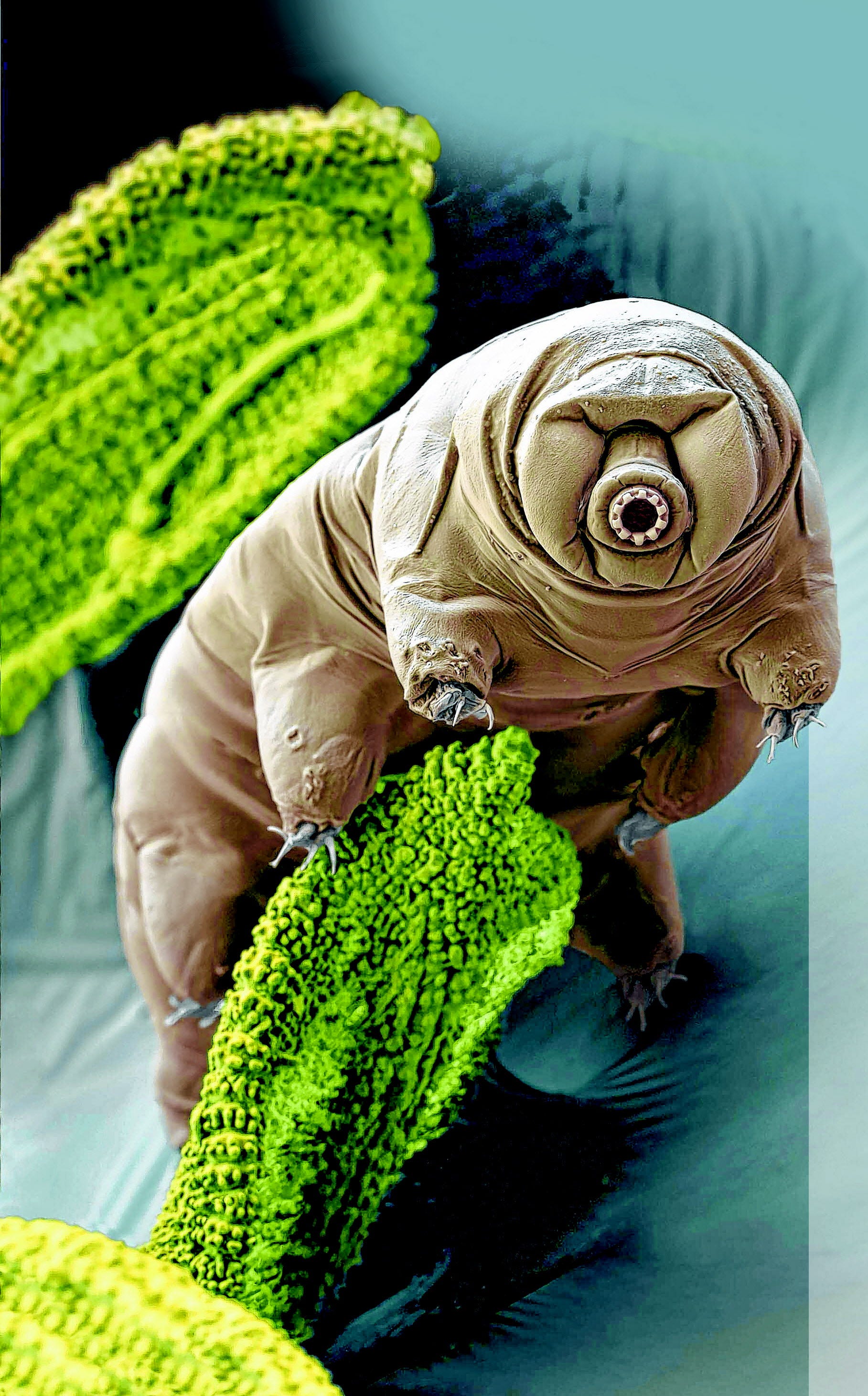 A tardigrade, or water bear, shown through an electron microscope, with color enhancement.