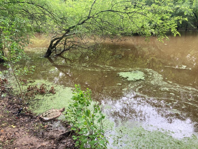An alligator snapping turtle is seen swimming into its native habitat in East Texas. U.S. Fish and Wildlife Service announced that they recently released 27 of these turtles that had previously been seized in an illegal trafficking attempt.