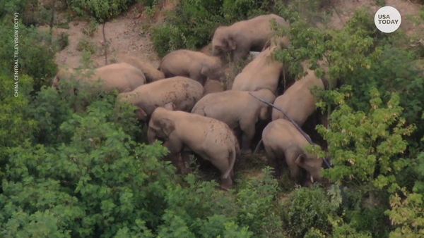 Wandering elephants may be heading home