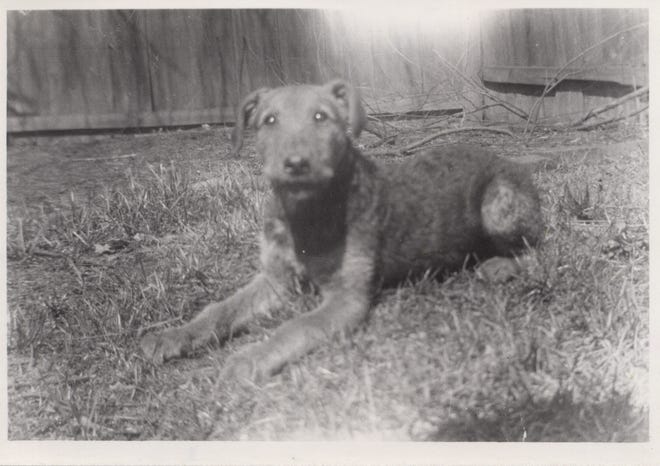 Muggs, the cantankerous Airedale terrier that belonged to Mary Agnes "Mame" Thurber, mother of the late Columbus humorist and cartoonist James Thurber.