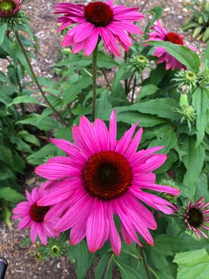 Cornell Flower, Echinacea Purple