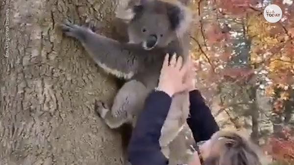Baby koala reunited with his mom after fall