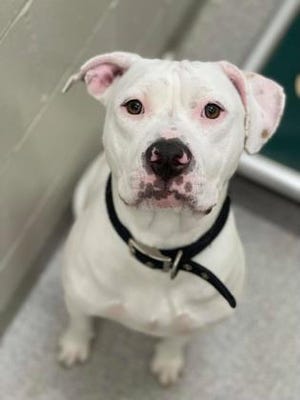 Rescue Pets of the Week Rescue Pets of the Week