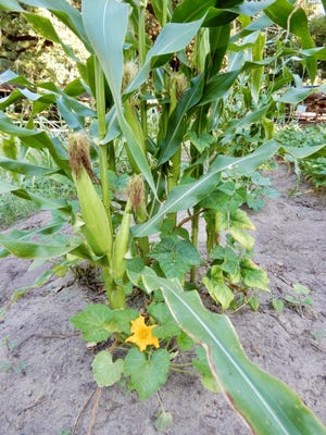 The Three Sisters are corn in the center, beans spiraling up the corn stalk, and squash circling the two.
