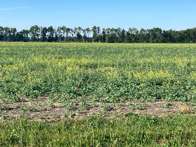 While it is important to be aware of risks associated with feeding canola forage, it may provide an alternate forage option for drought-stricken livestock producers.