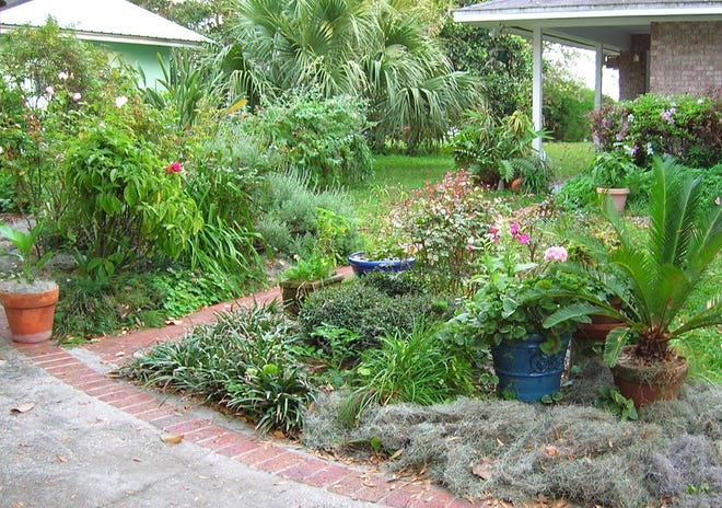 El musgo español es un excelente material para mantillo, ciertamente informal. Reduce las malas hierbas, aísla el suelo, permite que el agua de lluvia penetre con facilidad y, sobre todo, es gratis.