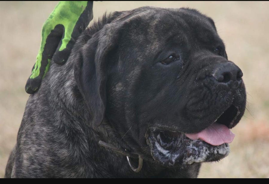 Ivan, a 5-year-old English mastiff, died in May 2019, one day after a Seresto collar was placed on him. His owner, Barbara Merckle, is a dog breeder in Moxahala, Ohio. She had a necropsy performed on Ivan by the Ohio Department of Agriculture, which found that he had been in otherwise good health.