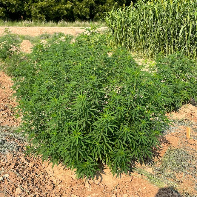 Hemp plants grow in a field near the Leyendecker Plant Science Center. In 2019, faculty in the College of Agricultural, Consumer and Environmental Sciences at New Mexico State University were given the go-ahead by state officials to begin research into hemp cultivation, which became legal to grow that same year. Since then, interest in hemp growing has increased.