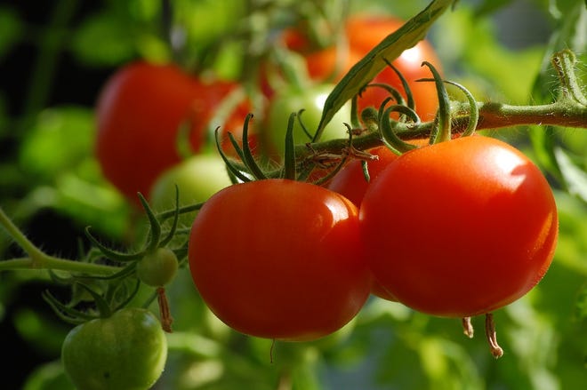 Tomatoes typically ripen 6 to 8 weeks after flowering and pollination.