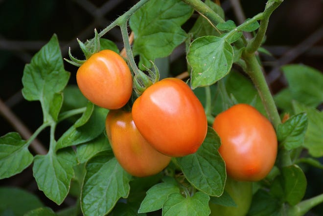 Smaller sized tomatoes tend to mature and ripen sooner than larger varieties.