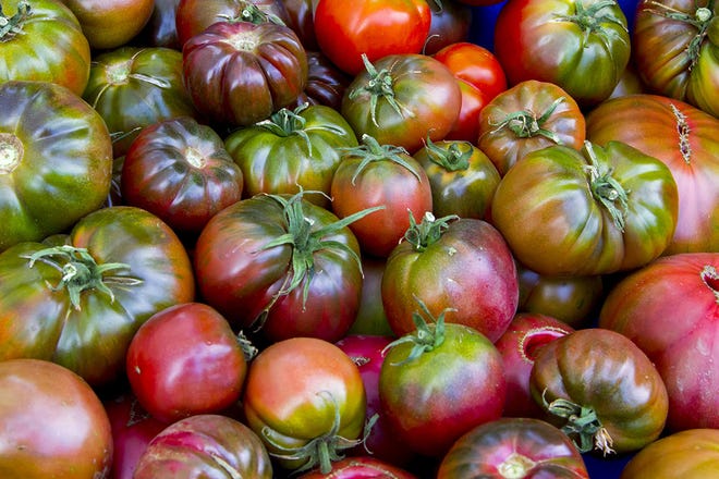Tomato shortage most likely brought about by hot times, cool evenings