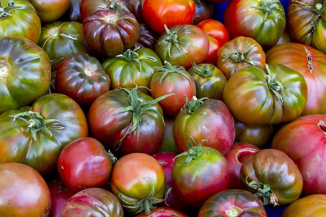 Tomato shortage most likely brought about by hot times, cool evenings Tomato shortage most likely brought about by hot times, cool evenings