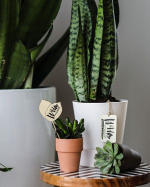 Plants in any size, shape and color add a relaxed touch to any space.