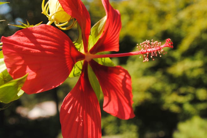 The lovely, brilliant red blossom of the Texas Star hibiscus has five large, pointed petals. This blossom is from the smaller plant that grows in the brick planter. 