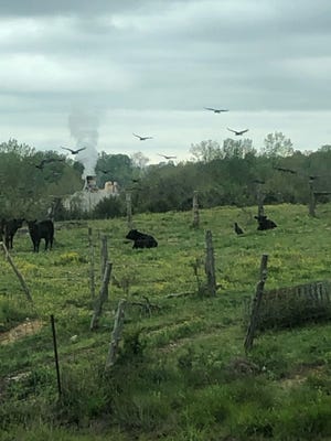 Black vultures hover around the cows on John Hardin's farm in Scott County.  Hardin has lost at least two cows and calves to black vultures, which are much more aggressive than turkey vultures and will attack live animals.
