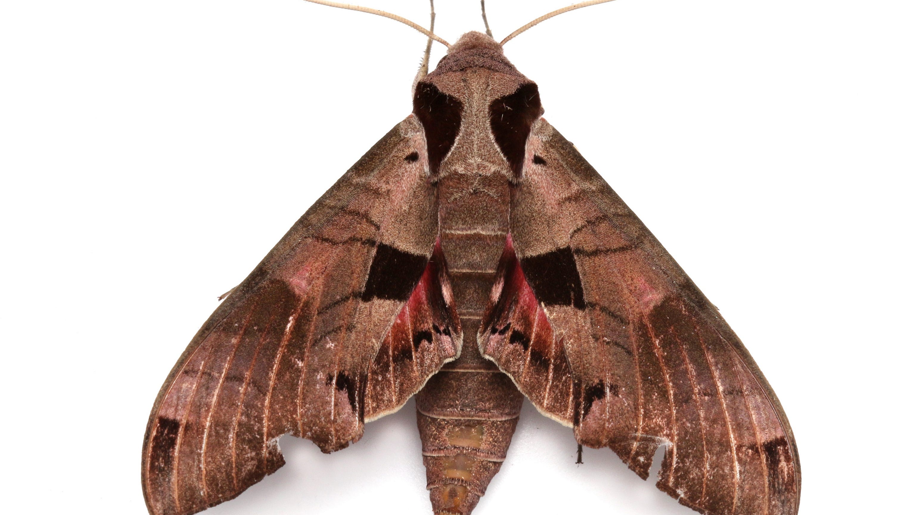 Why are there so many moths in Arizona in 2025? Here are the facts
