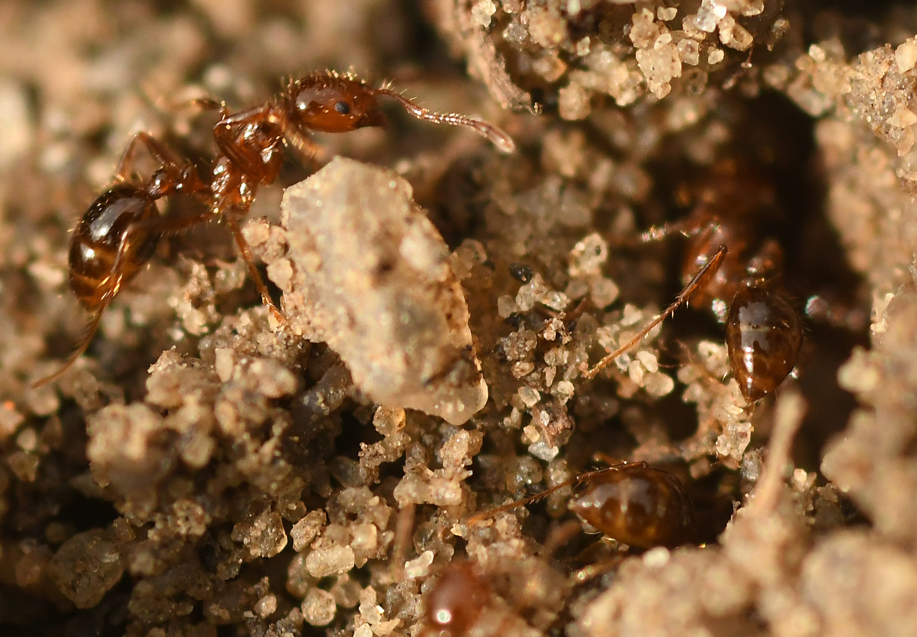 Climate change helping fire ants march in North Carolina