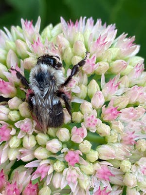 A honey bee takes time out during the rain on a sedum bloom. Unlike the tunneling bees, it poses no threat to humankind.