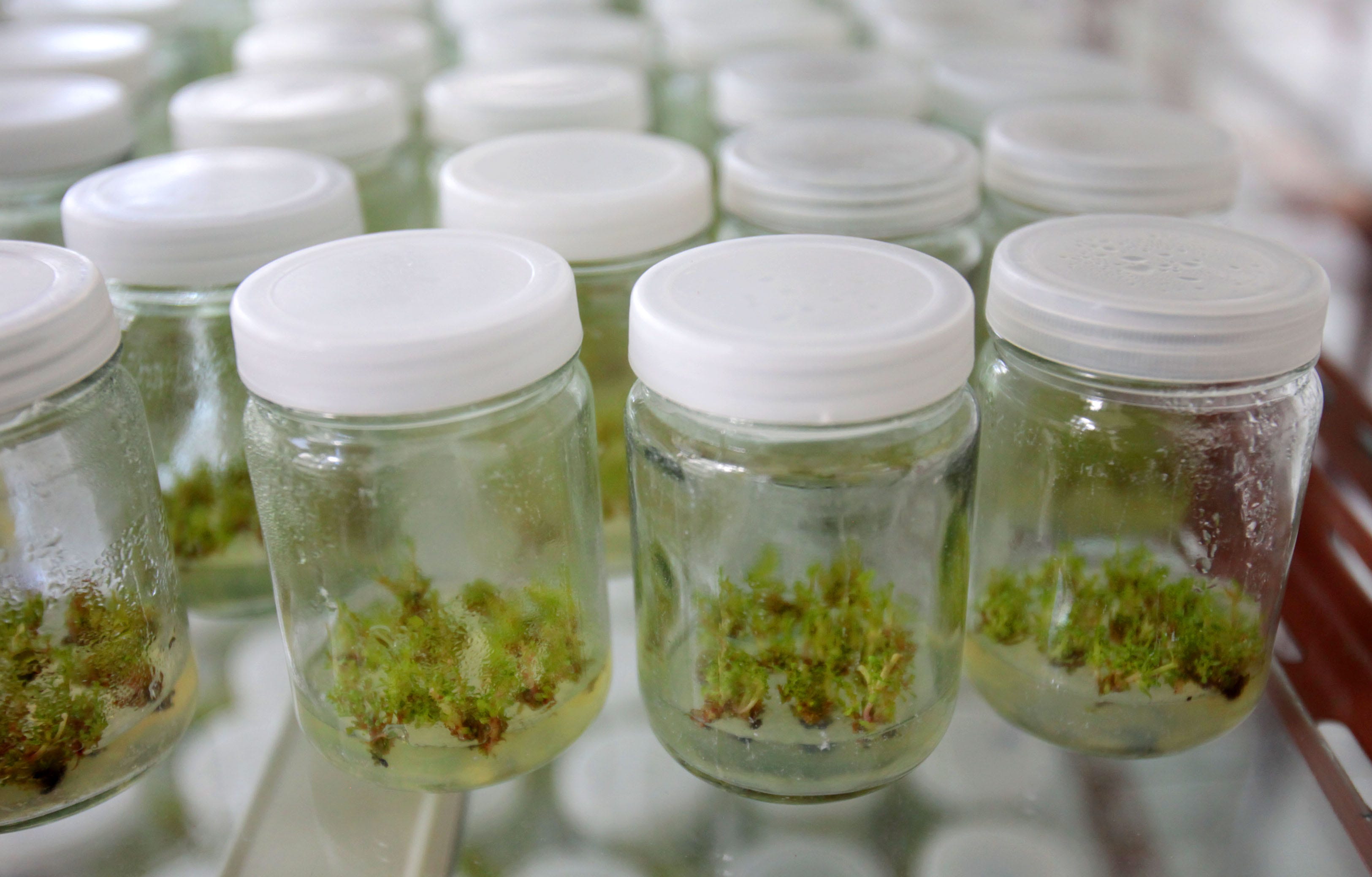 Paper Pixel Nursery  - Laboratory jars are seen with what's refereed to as "cuttings" growing in a climate controlled incubation areas at the at the Asia Pulp and Paper nursery center tissue culture laboratory in Dingan, Hainan located in the north east Hainan provence, a tropical part of China. The nursery is one of two APP nurseries in China where they select the tallest trees that yield the most pulp, clone them and plant the cloned seedlings. Those tallest of these trees jokingly are called ÒYoa Mings.Ó Using tissue culture technology, lab technicians use surgical instruments to transplant tissue samples from the select Yoa Mings into cultures in petri-dish like jars, which grow the seedling in climate controlled incubation areas. September 12 , 2012.   Photo by Mike De Sisti / MDESISTI@JOURNALSENTINEL.COM