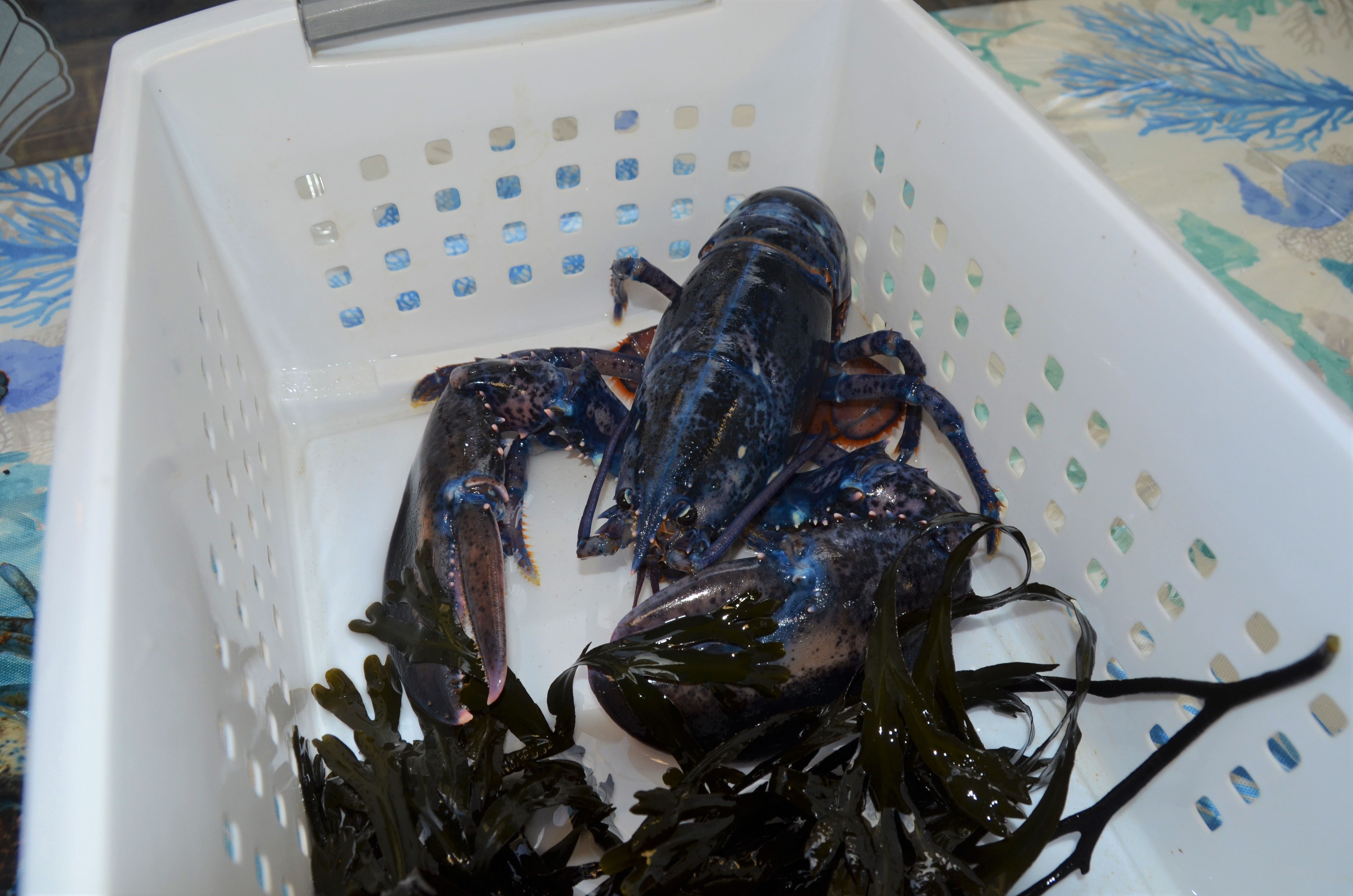 Lobster molt Why do crustaceans shed their shells?