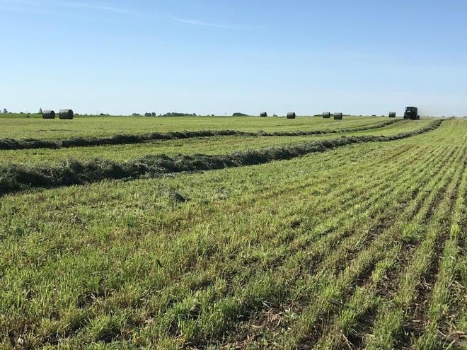 A tractor bales alfalfa that has been raked into rows.