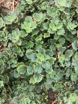 Rocky Mountain Goosefoot, a common weed across Montana, can accumulate nitrite during drought conditions that can be harmful for livestock.
