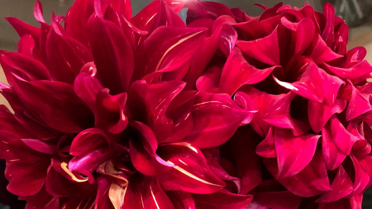 Maintain gardening yr spherical with bulbs and associates