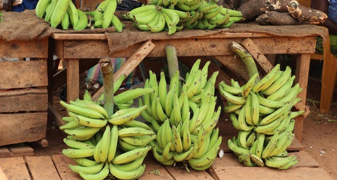As you might guess, plantains are related to the banana and are really the same genus (musa) as a banana. The distinction is that plantains are eaten after cooking, whereas a banana can just be peeled and eaten raw.
