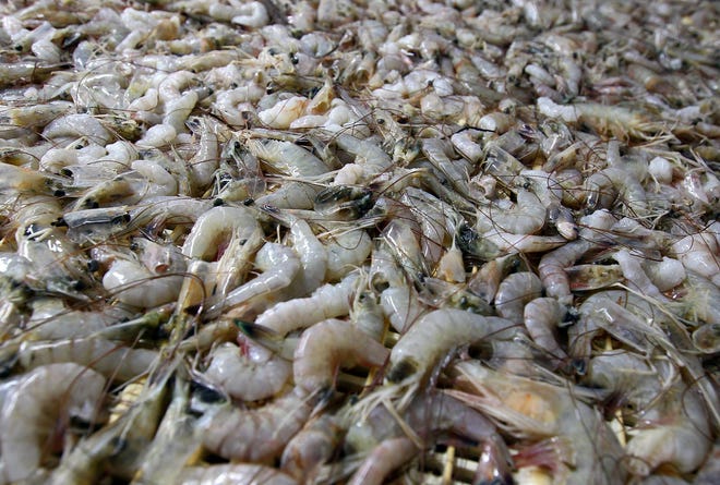Fresh Gulf Coast shrimp.