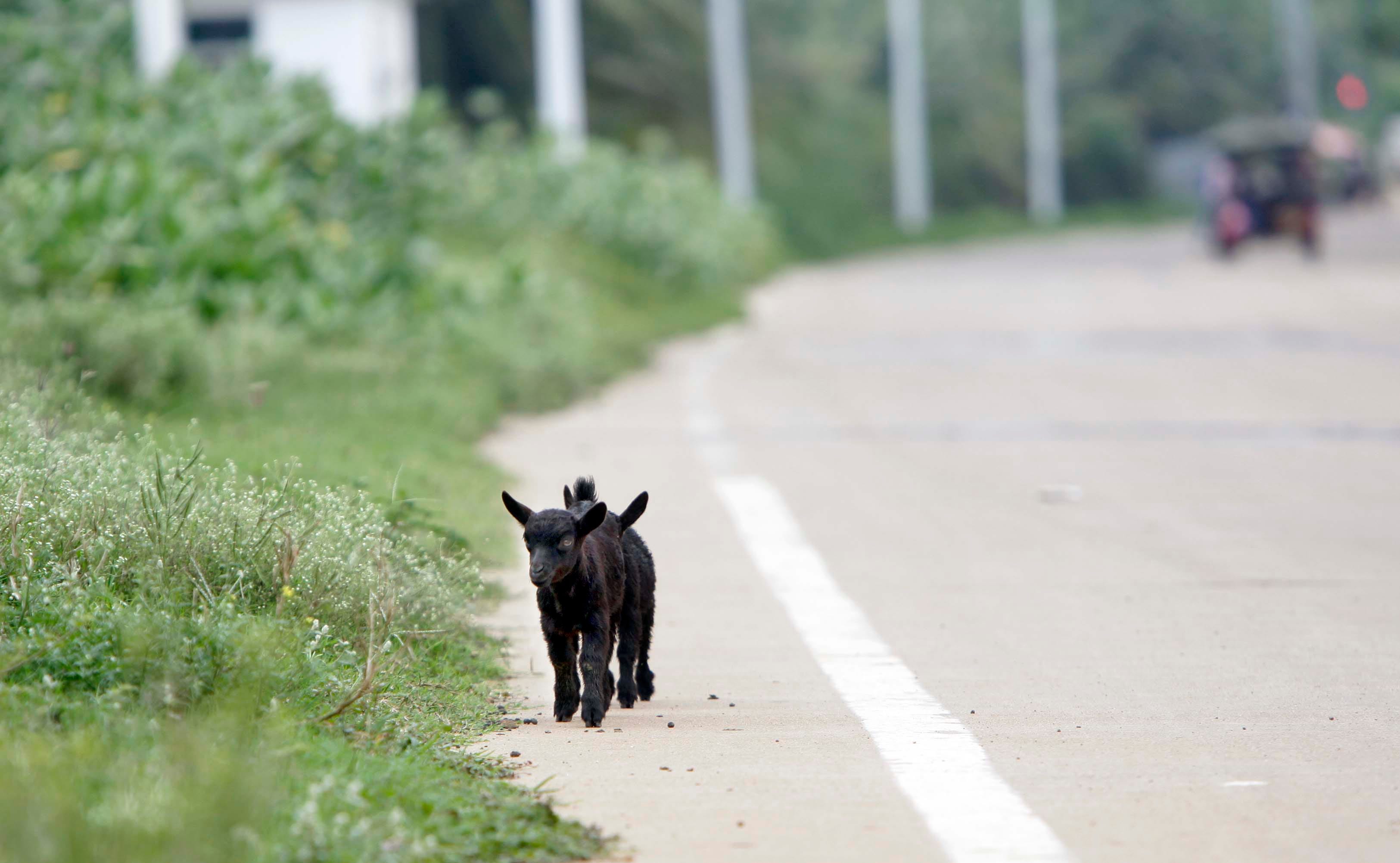 Paper Pixel  - China - Mill  - Baby goats (kids) walk down the side of the road near the APP's (Asia Pulp and Paper)  Hainan pulp and paper mill shipping port in Yangpu on the northern side of Hainan in the  Yangpu Economic Development Zone in China. Residential areas are located near the mill that house many of the mill workers. - September 13, 2012  - Photo by Mike De Sisti / MDESISTI@JOURNALSENTINEL.COM
