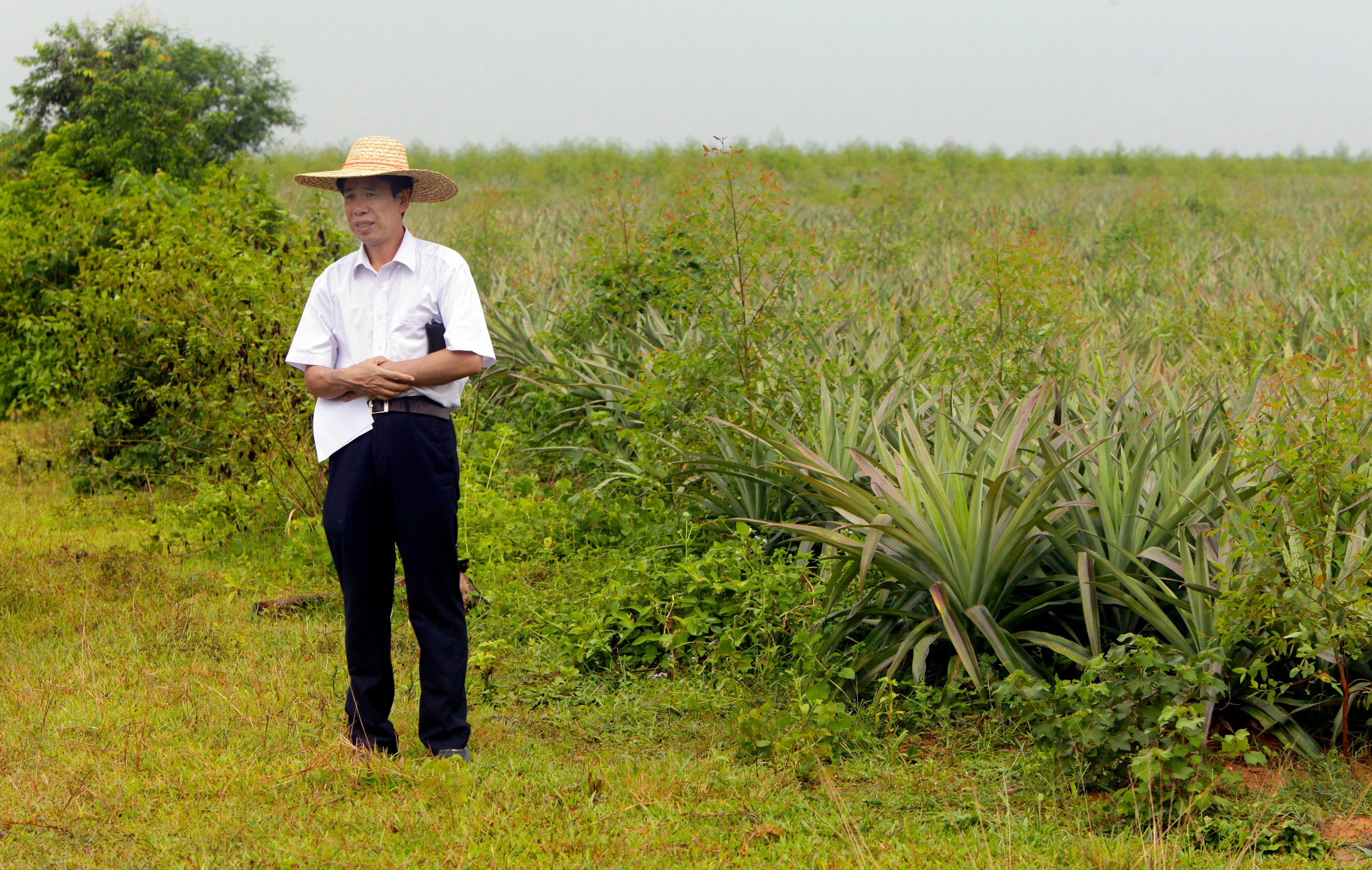 Dr. Wending Haung, deputy CEO APP (Asia Pulp and Paper) China Forestry, stands next to a three-month old eucalyptus tree (to Haung's immediate right) at a plantation near Long Hu Zhen Gao Mei Hainan located in the Hainan provence, a tropical part of China.