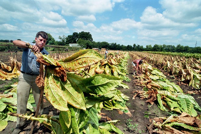 Danny Cotton is cutting burley tobacco on a 3.5-acre field just east of Arrington on Highway 96 Aug. 20, 1991. About 22% of the state tobacco crop has been harvested and state Agriculture Dept. officials say this year's production should top 100 million pounds, with about 27% of that figure coming from Middle Tennessee.