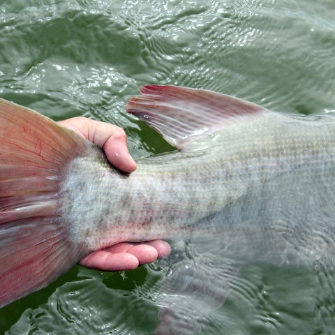 A 48-inch muskie is released after being caught.