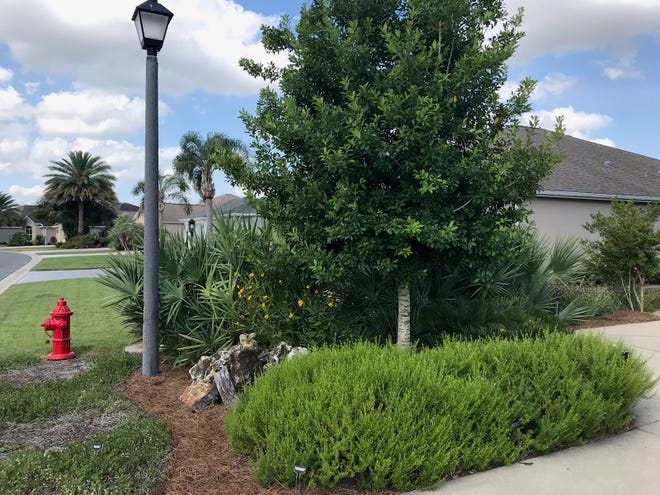 After the fake rosemary was planted, it had limestone.