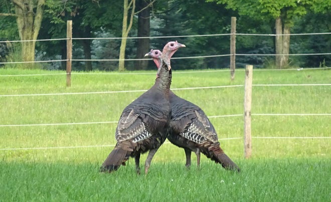 The Ohio Division of Wildlife earlier this month sent a proposal to the Ohio Wildlife Council to reduce the spring wild turkey bag limit from two gobblers to one in response to the state's declining wild turkey population. Ohio hunters checked in a record 26,156 gobblers during the 2001 spring season, but just 14,541 this past spring, the lowest total in 20 years.