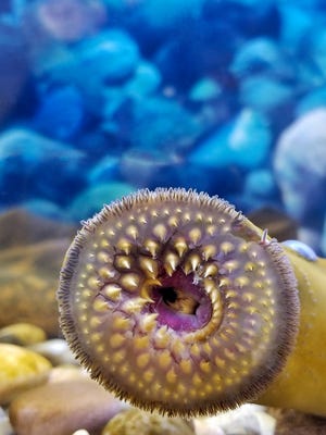 Close up of open sucking mouth of sea lamprey with teeth