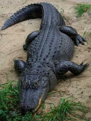 The Florida alligator is a potential threat to pets.