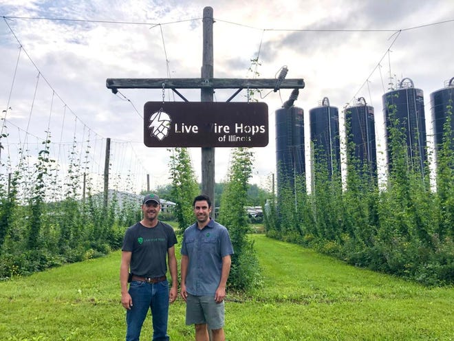 What started as a chat over beers led cousins Brian Dallam and Anthony Welty to build a 1-acre hopyard in Amboy, where they grow five varieties of hops. To date, Live Wire Hops has worked with 13 customers to sell their Illinois-grown hops.