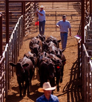 The cows will be auctioned at the Oklahoma National Stockyards in Oklahoma City on August 23, 2021. Due to the ongoing drought, many ranchers across the state are selling off their cattle.