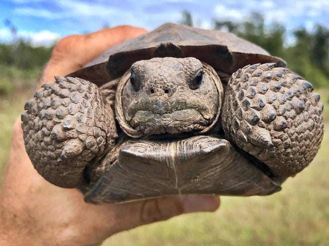 The gopher tortoise became a threatened species in Florida in 2007. Before that, developers could legally entomb the terrestrial turtles in their burrows, leaving them to starve or suffocate in the dark. [GREG LOVETT/palmbeachpost.com]