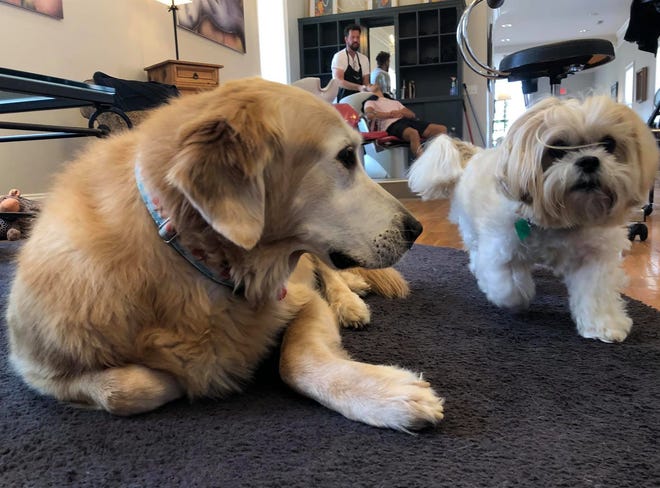 10-year-old Golden Retriever Cooper and 10-year-old Shih Tzu Tomodachi hang out together at Abraham Isaac Salon in Old Towne Petersburg on July 19, 2021.