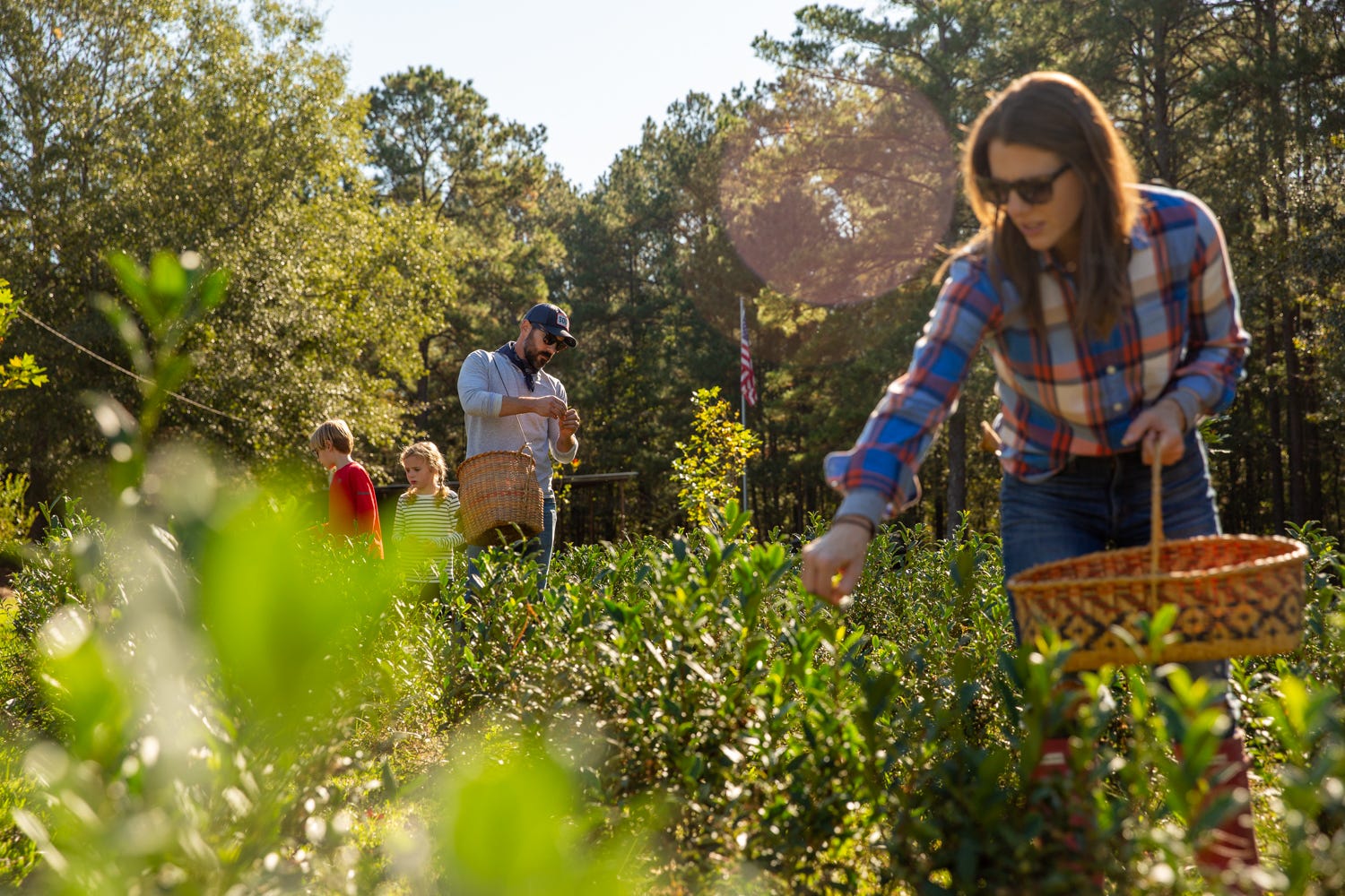 Thomas and Hillary Steinwinder pluck tea with their children at their Longleaf Tea Co. in Laurel, Mississippi.