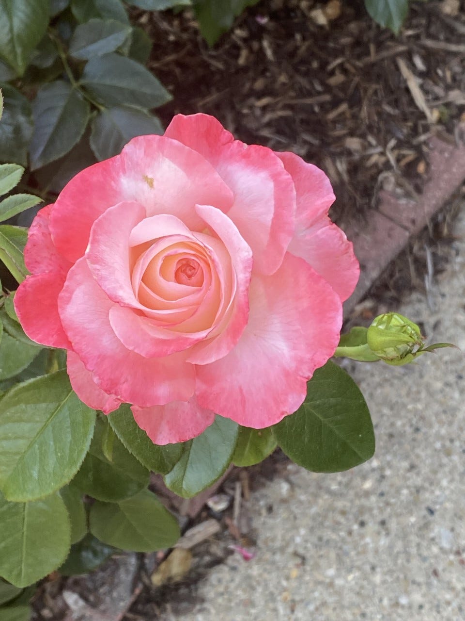 Pink English Rose Scale 16 Austin Rose