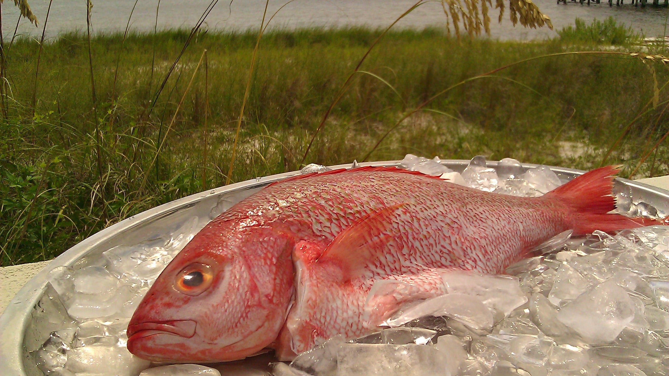 Something's fishy about rogue red snapper! | Cooking School